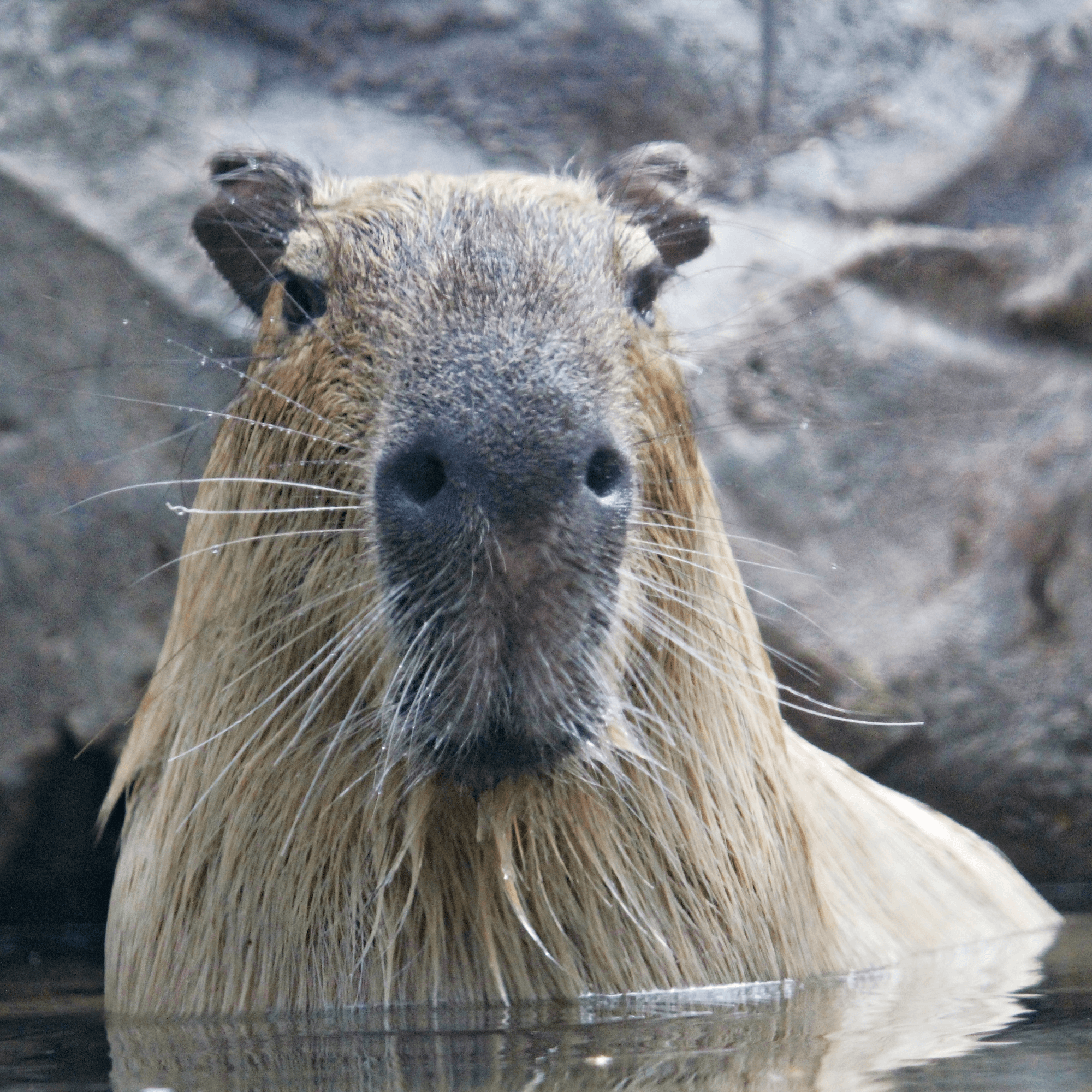 Capybara